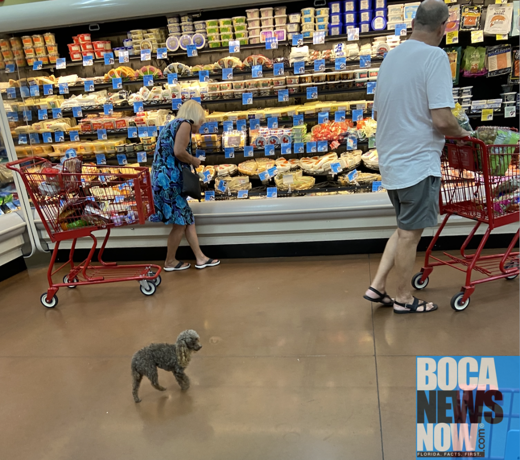 dog without leash in Trade Joes Publix 