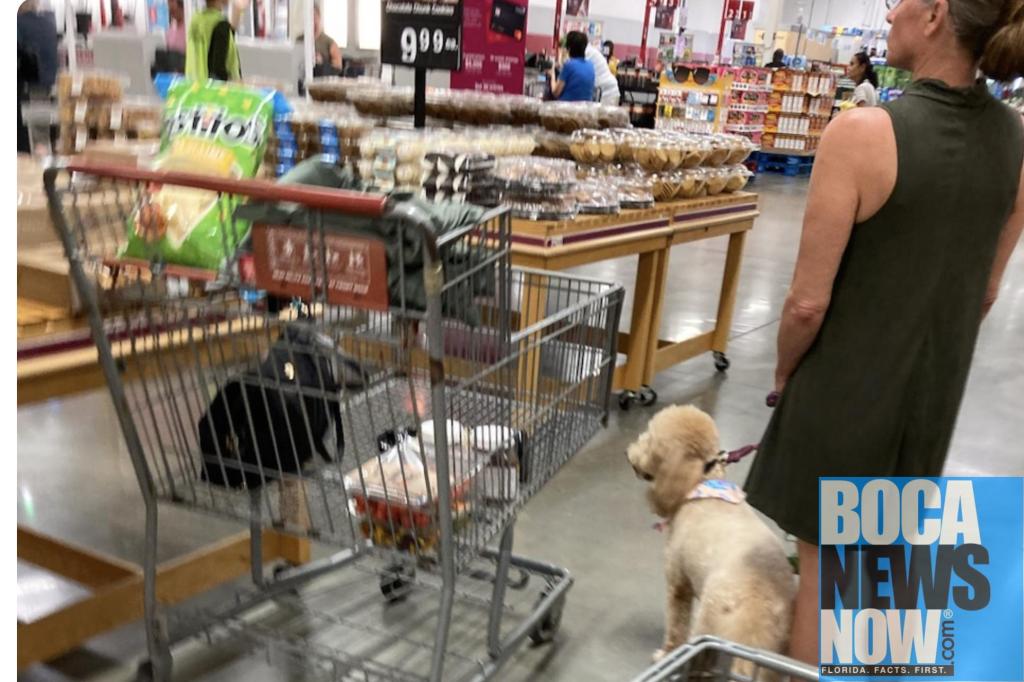 BOCA RUDETON Dogs Continue To Plague Publix, Other Places Where They