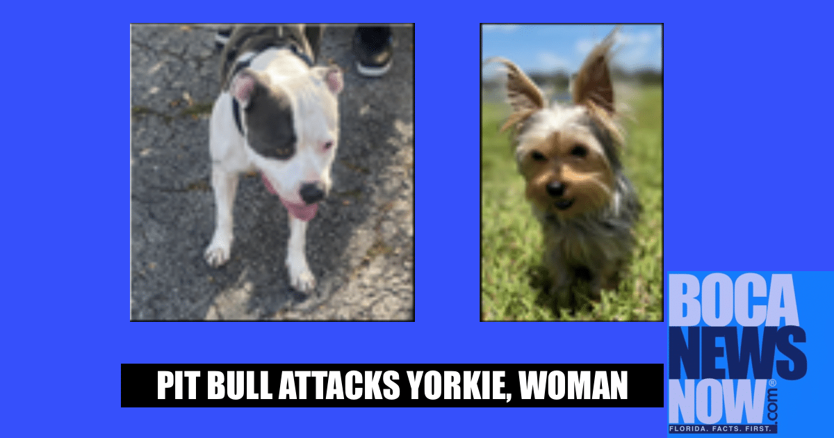 Palm Beach Pit Bull Attacks, Critically Injures Miami Woman ...